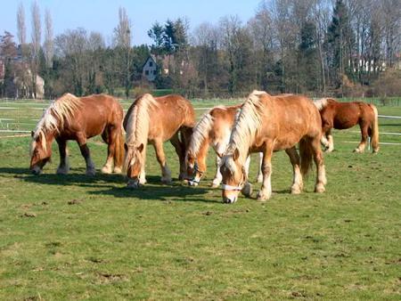 cheval